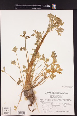 Ranunculus sceleratus var. multifidus image