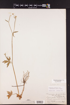 Ranunculus uncinatus image