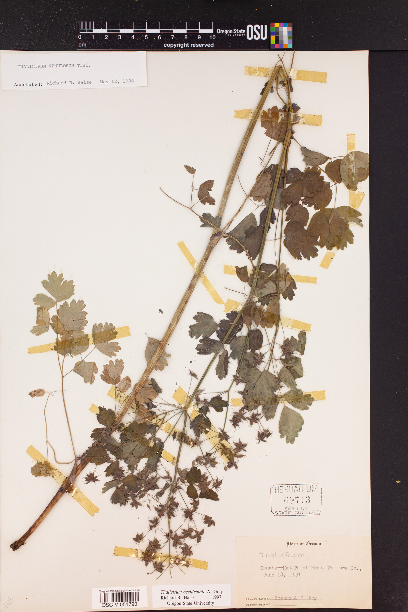 Thalictrum occidentale image