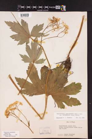 Trautvetteria caroliniensis image