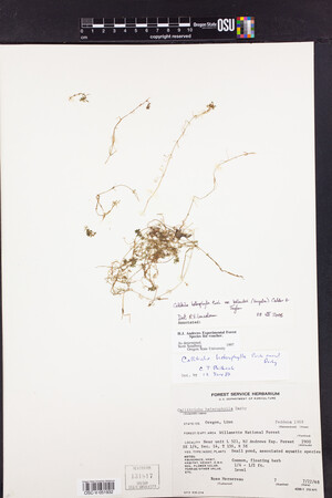 Callitriche heterophylla var. bolanderi image