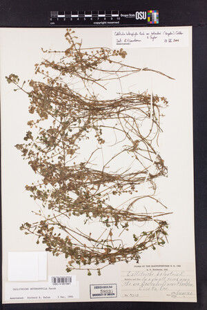 Callitriche heterophylla var. bolanderi image