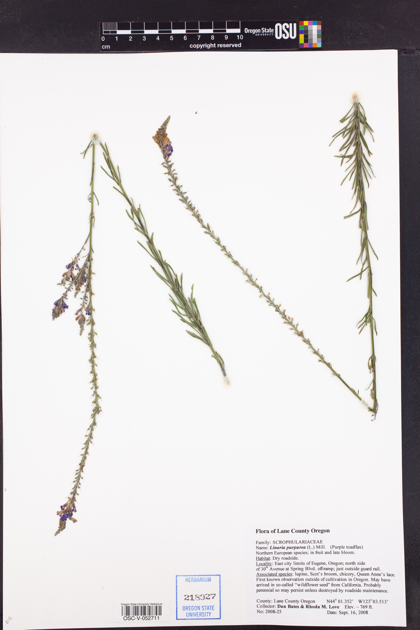 Linaria purpurea image
