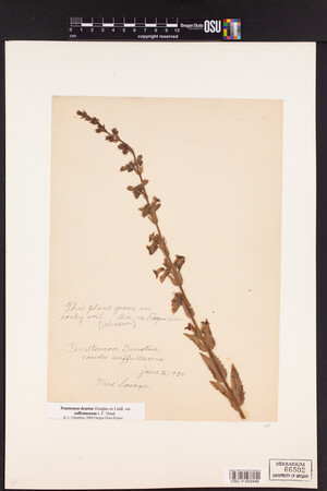 Penstemon deustus var. suffrutescens image