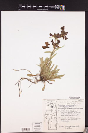 Penstemon eriantherus var. argillosus image