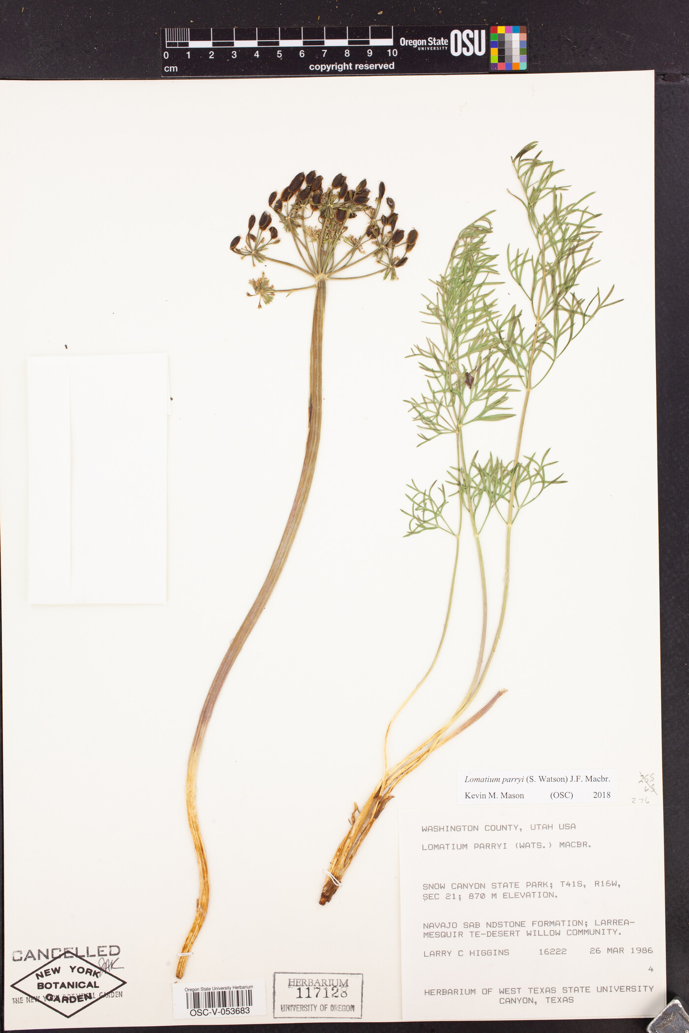 Lomatium parryi image