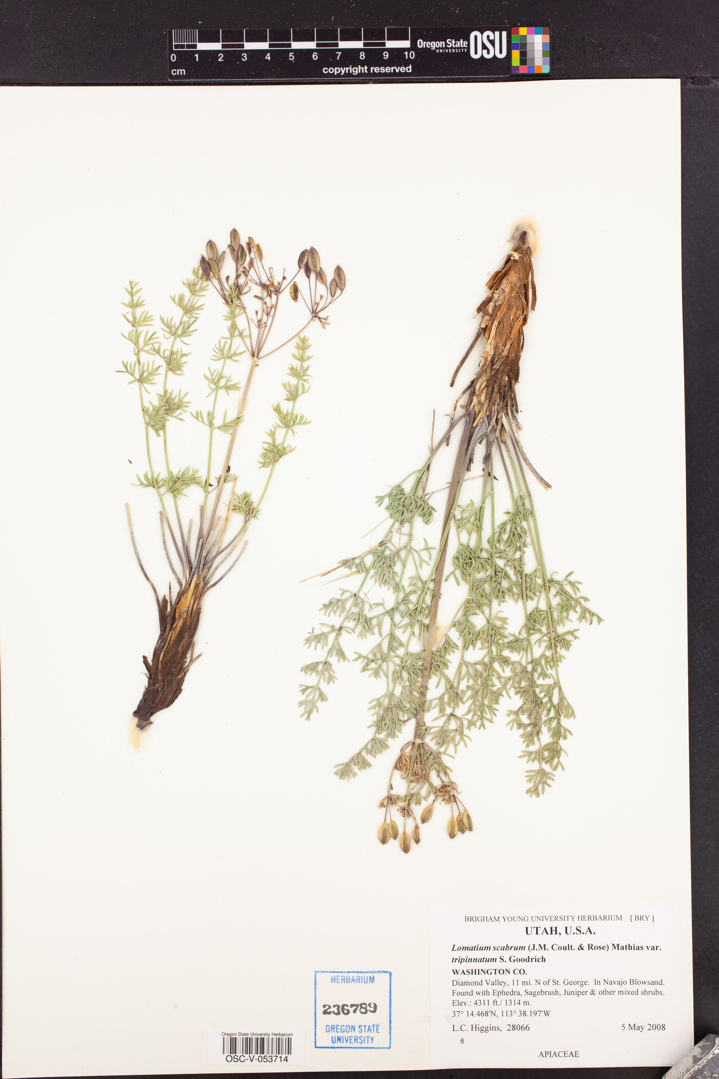 Lomatium scabrum image