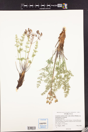 Lomatium scabrum var. tripinnatum image