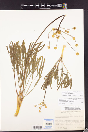 Lomatium brevifolium image