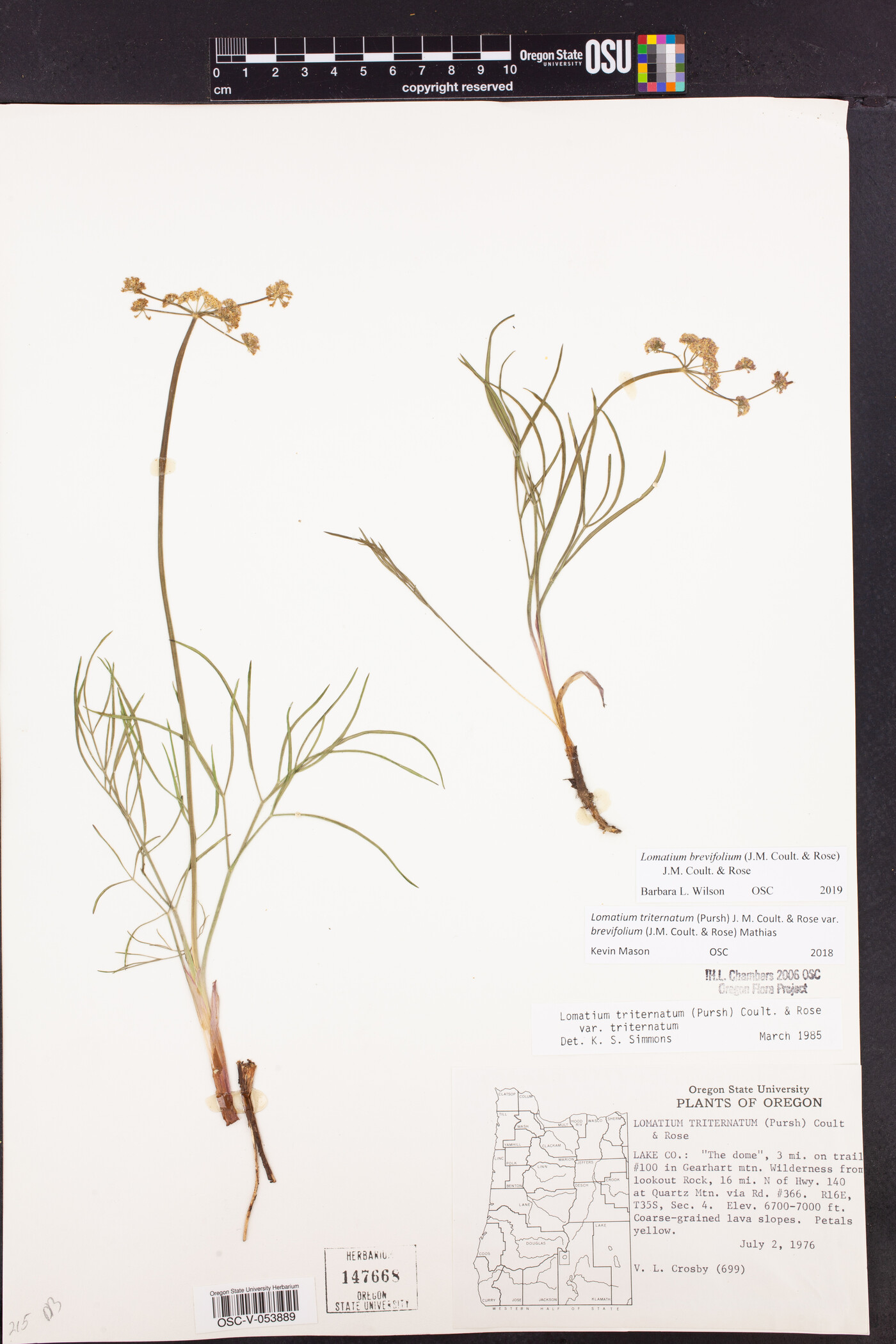 Lomatium brevifolium image