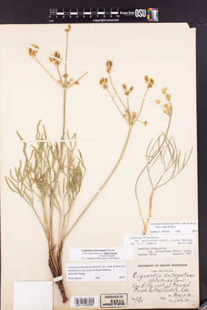 Lomatium brevifolium image