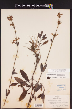 Penstemon procerus var. brachyanthus image