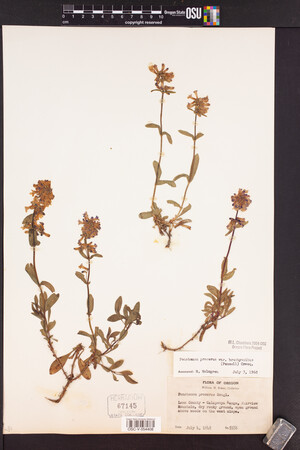 Penstemon procerus var. brachyanthus image