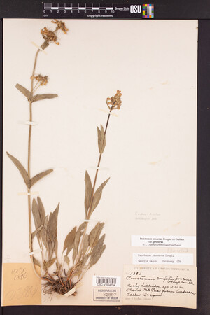 Penstemon rydbergii image