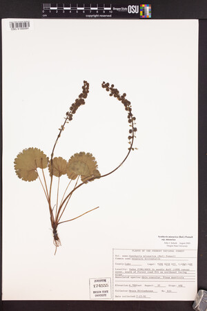 Synthyris missurica subsp. missurica image