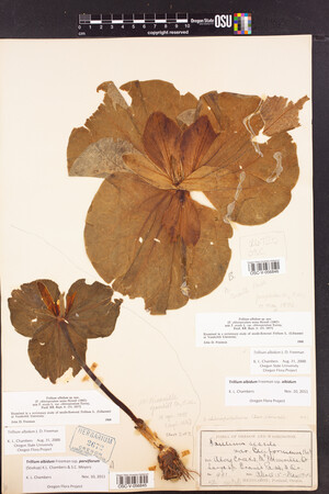 Trillium albidum subsp. parviflorum image
