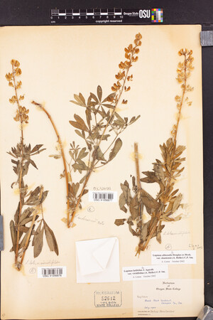 Lupinus latifolius var. viridifolius image