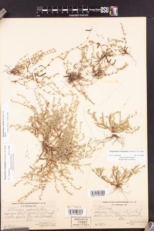 Plagiobothrys cusickii image