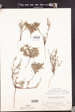 Plagiobothrys harknessii image