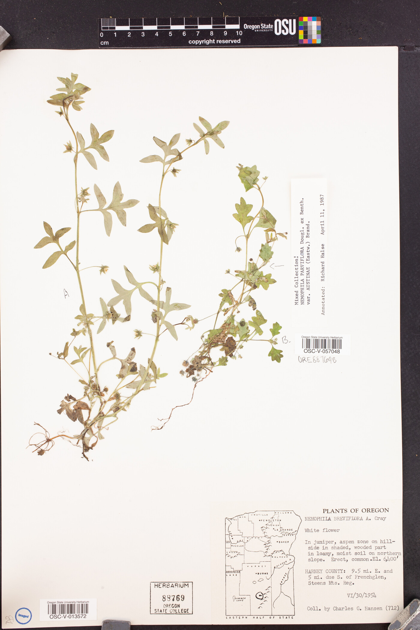 Nemophila parviflora var. austiniae image