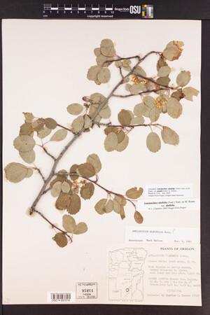 Amelanchier alnifolia var. pumila image