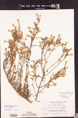 Ipomopsis aggregata subsp. aggregata image