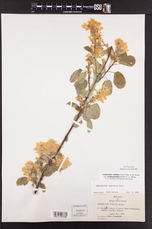 Amelanchier alnifolia var. semiintegrifolia image