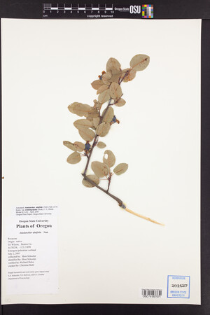Amelanchier alnifolia var. semiintegrifolia image