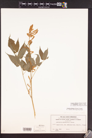 Aruncus dioicus var. acuminatus image