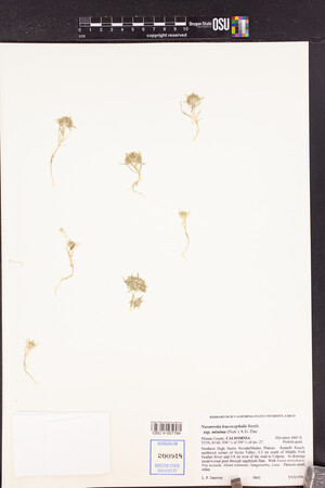 Navarretia leucocephala subsp. minima image