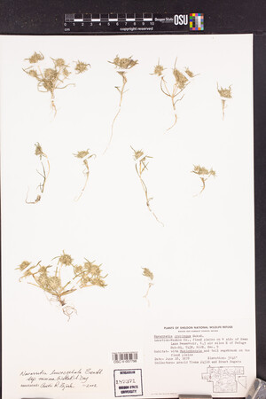 Navarretia leucocephala subsp. minima image