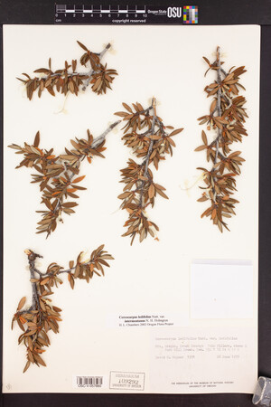 Cercocarpus ledifolius var. ledifolius image