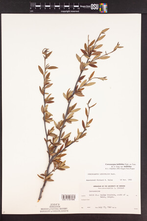 Cercocarpus ledifolius var. ledifolius image