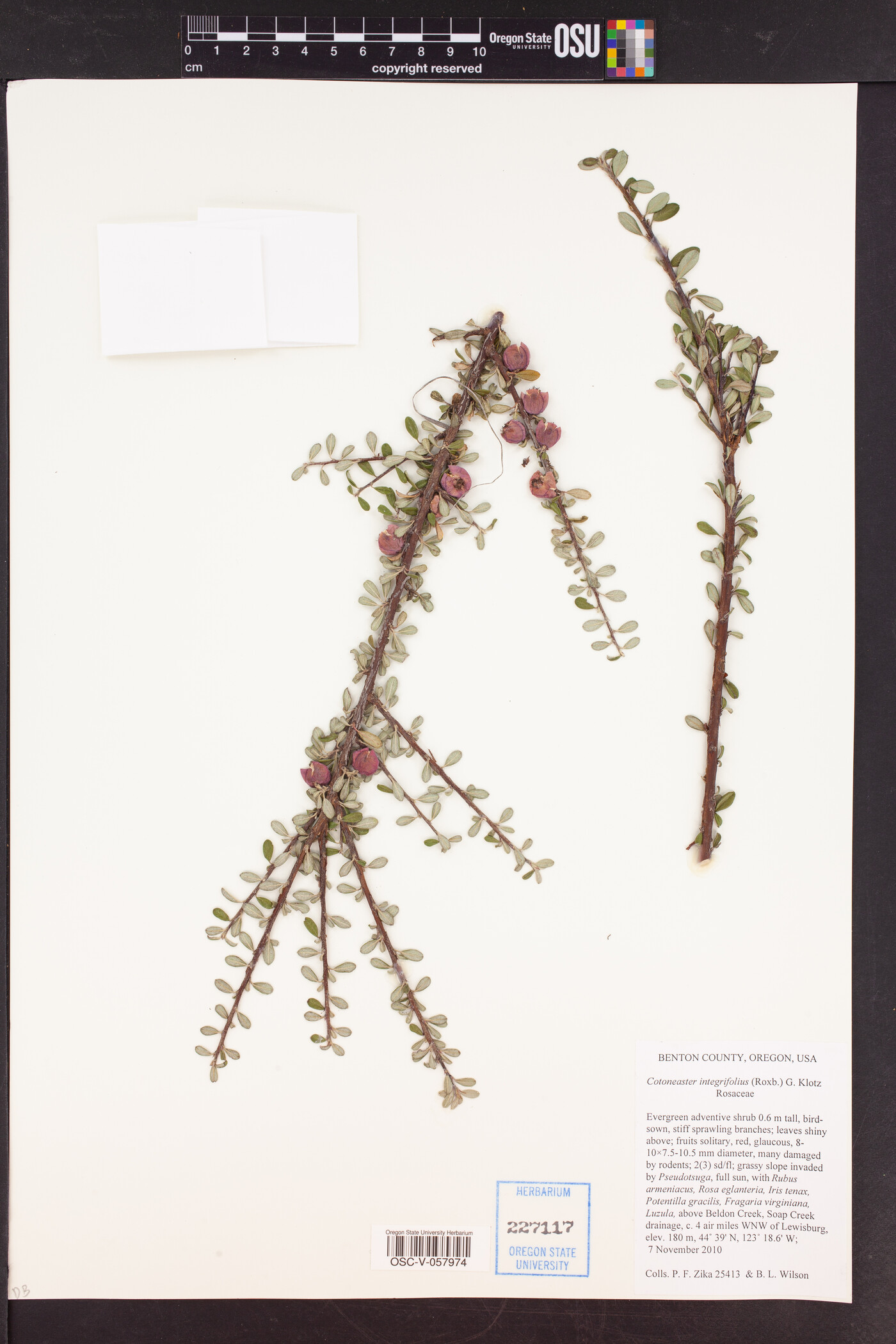 Cotoneaster integrifolius image