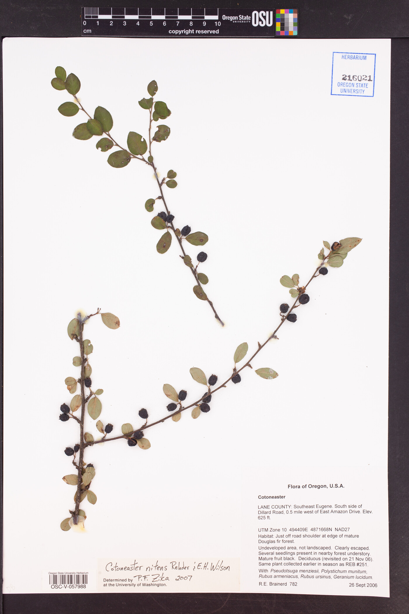 Cotoneaster nitens image