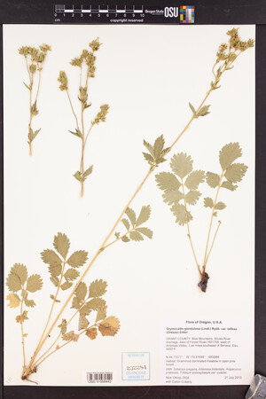 Drymocallis glandulosa var. reflexa image
