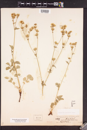 Drymocallis glandulosa subsp. nevadensis image