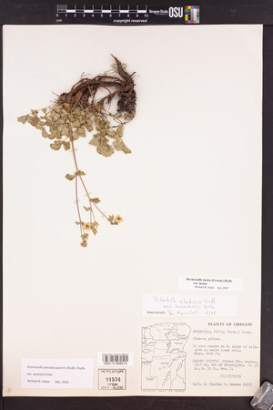 Drymocallis pseudorupestris var. saxicola image
