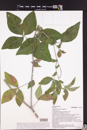 Thermopsis robusta image