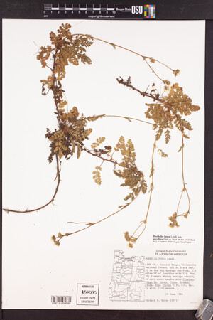 Horkelia fusca var. parviflora image