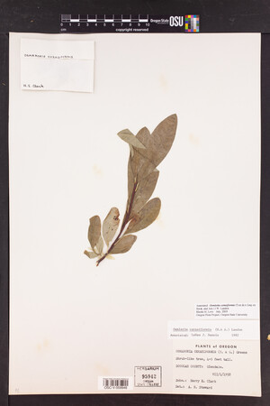 Oemleria cerasiformis image