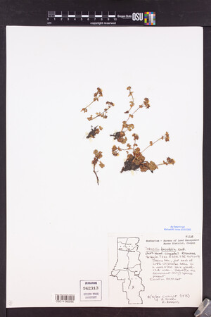 Potentilla brevifolia image