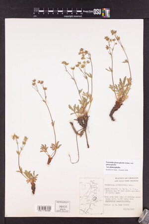 Potentilla glaucophylla var. glaucophylla image