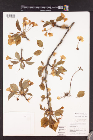 Prunus avium image