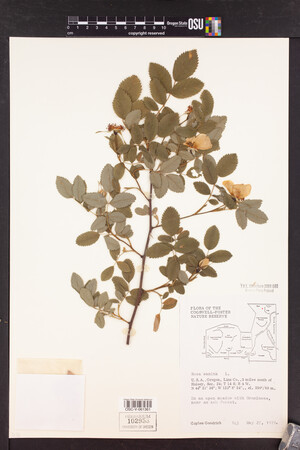 Rosa canina image