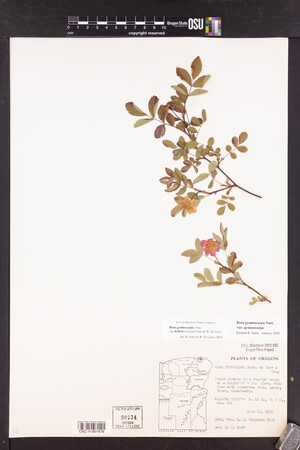 Rosa gymnocarpa image