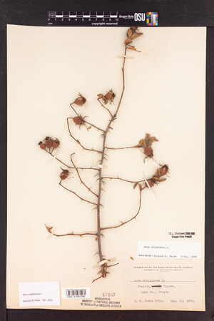 Rosa rubiginosa image