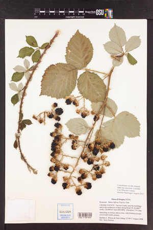 Rubus bifrons image