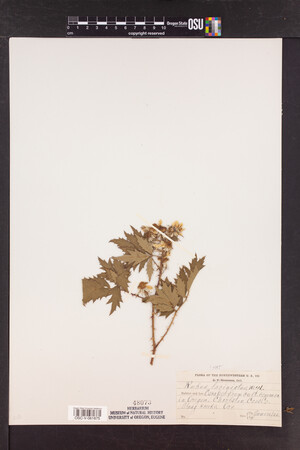 Rubus laciniatus image