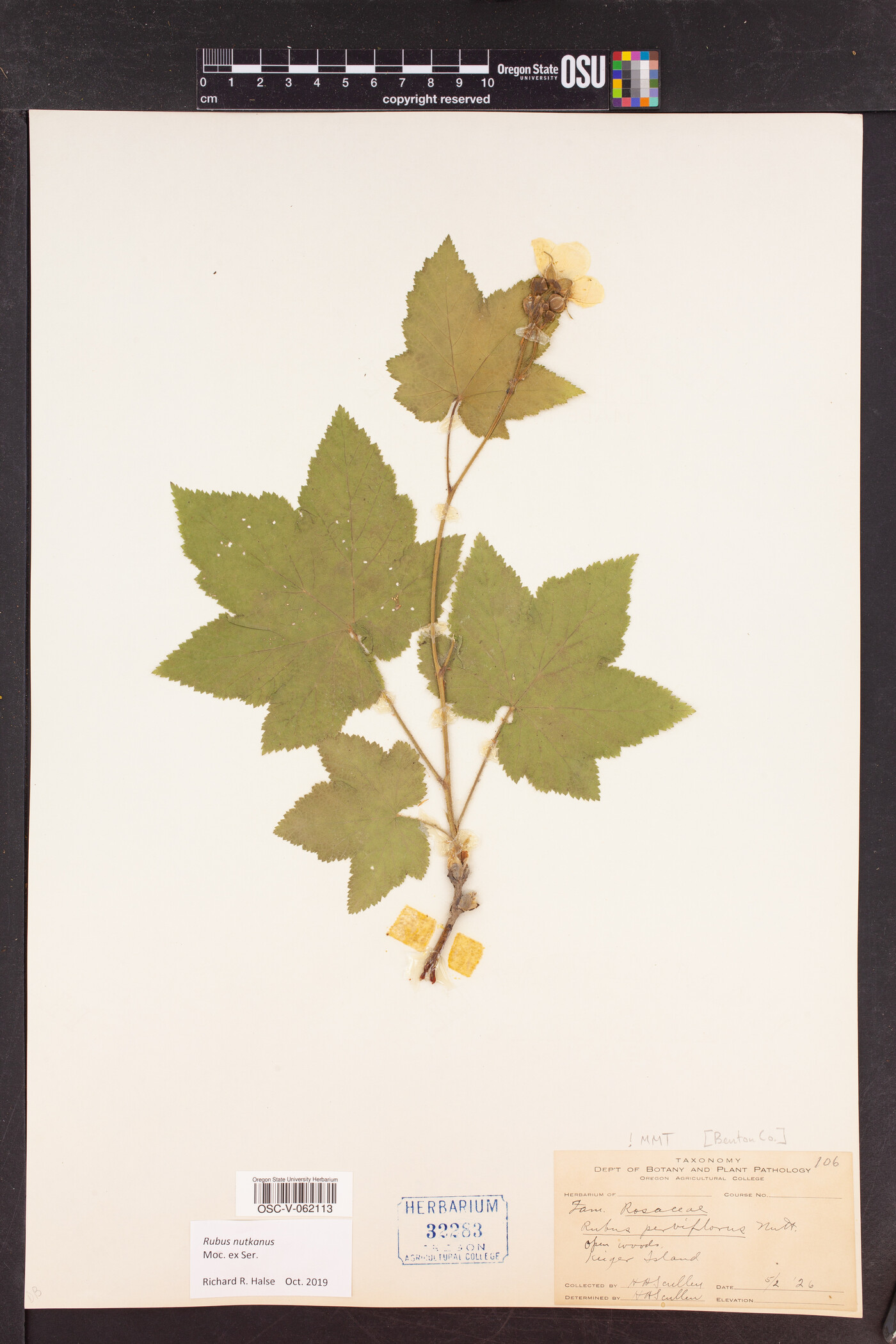 Rubus nutkanus image